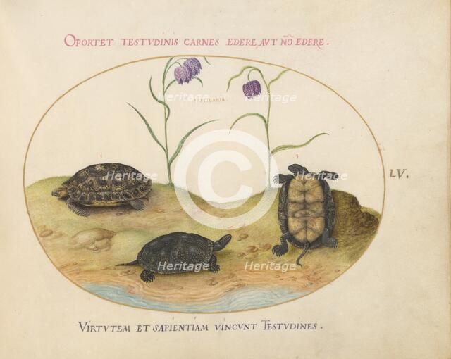 Animalia Qvadrvpedia et Reptilia (Terra): Plate LV, c. 1575/1580. Creator: Joris Hoefnagel.