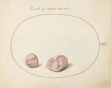 Animalia Qvadrvpedia et Reptilia (Terra): Plate LVI, c. 1575/1580. Creator: Joris Hoefnagel