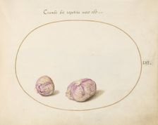 Animalia Qvadrvpedia et Reptilia (Terra): Plate LVI, c. 1575/1580. Creator: Joris Hoefnagel