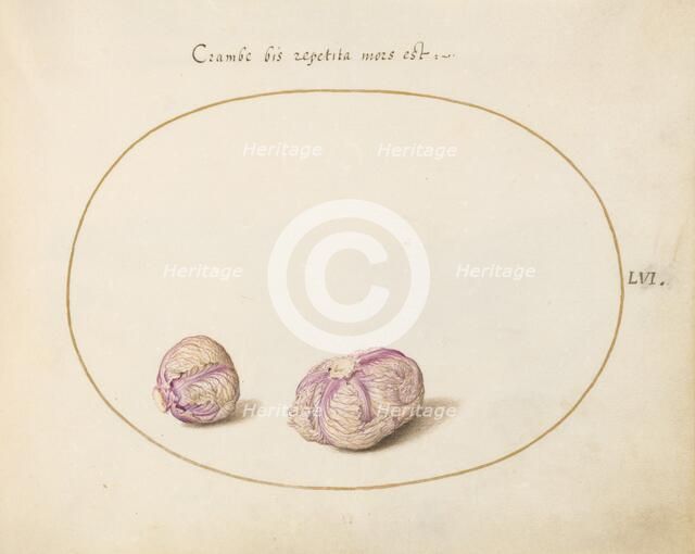 Animalia Qvadrvpedia et Reptilia (Terra): Plate LVI, c. 1575/1580. Creator: Joris Hoefnagel.