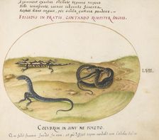 Animalia Qvadrvpedia et Reptilia (Terra): Plate LVII, c. 1575/1580. Creator: Joris Hoefnagel