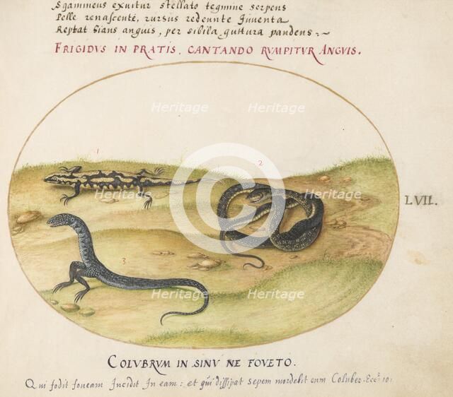 Animalia Qvadrvpedia et Reptilia (Terra): Plate LVII, c. 1575/1580. Creator: Joris Hoefnagel.