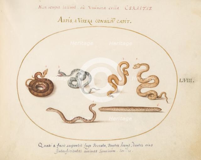 Animalia Qvadrvpedia et Reptilia (Terra): Plate LVIII, c. 1575/1580. Creator: Joris Hoefnagel.