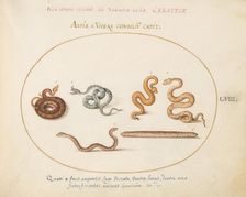 Animalia Qvadrvpedia et Reptilia (Terra): Plate LVIII, c. 1575/1580. Creator: Joris Hoefnagel