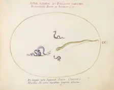 Animalia Qvadrvpedia et Reptilia (Terra): Plate LX, c. 1575/1580. Creator: Joris Hoefnagel