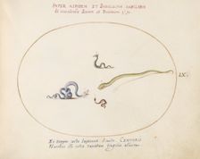 Animalia Qvadrvpedia et Reptilia (Terra): Plate LX, c. 1575/1580. Creator: Joris Hoefnagel