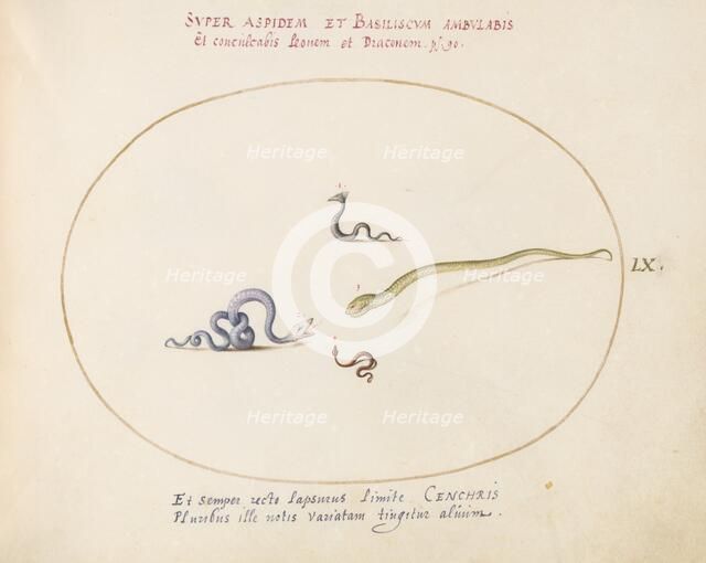 Animalia Qvadrvpedia et Reptilia (Terra): Plate LX, c. 1575/1580. Creator: Joris Hoefnagel.