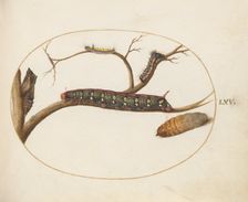 Animalia Qvadrvpedia et Reptilia (Terra): Plate LXV, c. 1575/1580. Creator: Joris Hoefnagel