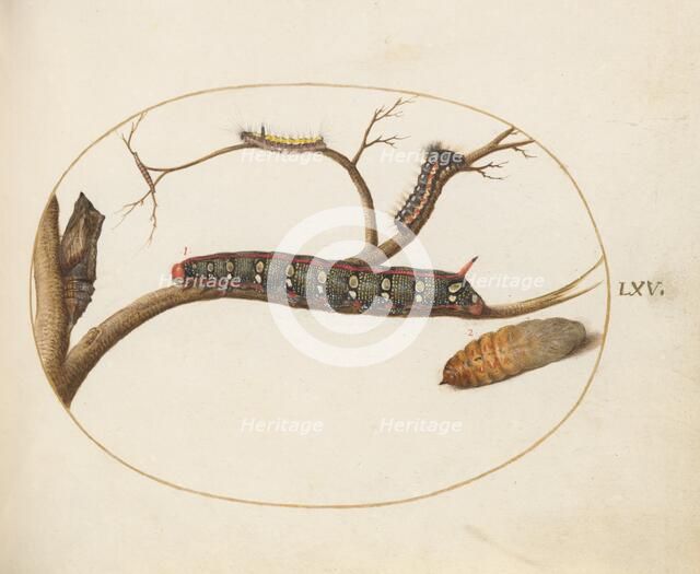 Animalia Qvadrvpedia et Reptilia (Terra): Plate LXV, c. 1575/1580. Creator: Joris Hoefnagel.