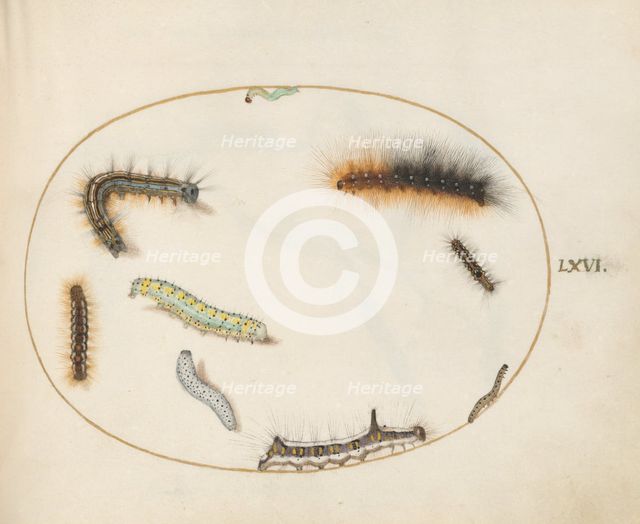 Animalia Qvadrvpedia et Reptilia (Terra): Plate LXVI, c. 1575/1580. Creator: Joris Hoefnagel.