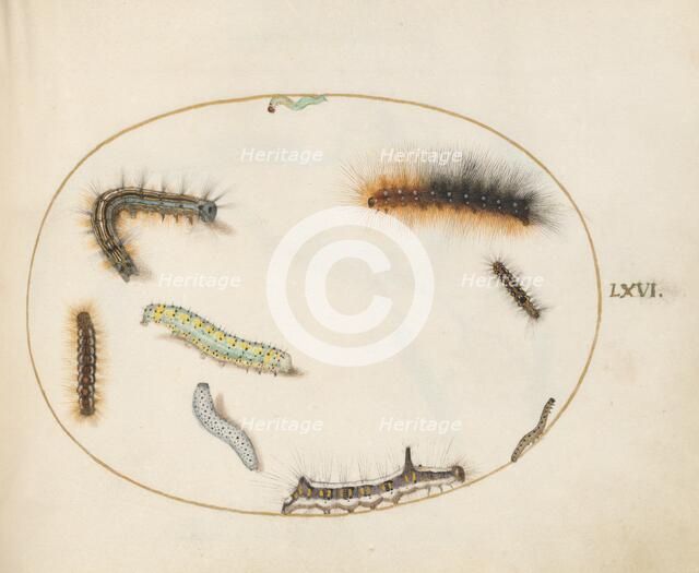 Animalia Qvadrvpedia et Reptilia (Terra): Plate LXVI, c. 1575/1580. Creator: Joris Hoefnagel.