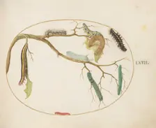 Animalia Qvadrvpedia et Reptilia (Terra): Plate LXVII, c. 1575/1580. Creator: Joris Hoefnagel