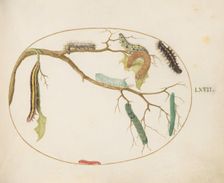 Animalia Qvadrvpedia et Reptilia (Terra): Plate LXVII, c. 1575/1580. Creator: Joris Hoefnagel