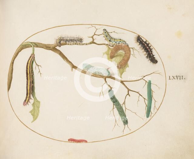 Animalia Qvadrvpedia et Reptilia (Terra): Plate LXVII, c. 1575/1580. Creator: Joris Hoefnagel.