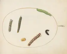 Animalia Qvadrvpedia et Reptilia (Terra): Plate LXVIII, c. 1575/1580. Creator: Joris Hoefnagel