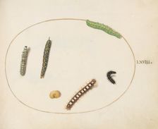 Animalia Qvadrvpedia et Reptilia (Terra): Plate LXVIII, c. 1575/1580. Creator: Joris Hoefnagel