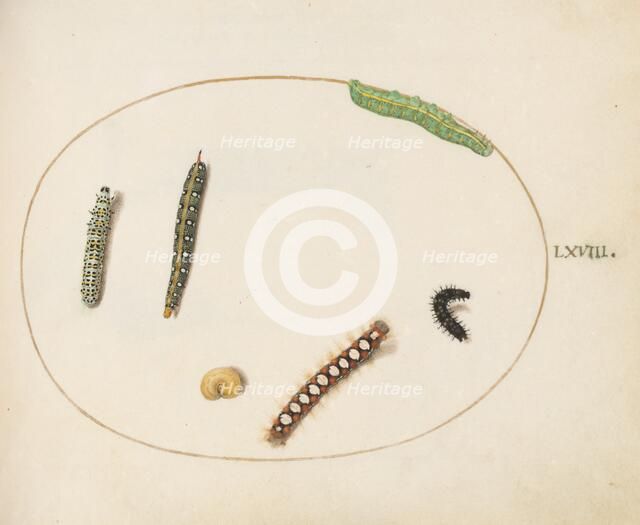 Animalia Qvadrvpedia et Reptilia (Terra): Plate LXVIII, c. 1575/1580. Creator: Joris Hoefnagel.