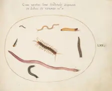 Animalia Qvadrvpedia et Reptilia (Terra): Plate LXX, c. 1575/1580. Creator: Joris Hoefnagel