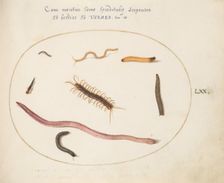 Animalia Qvadrvpedia et Reptilia (Terra): Plate LXX, c. 1575/1580. Creator: Joris Hoefnagel
