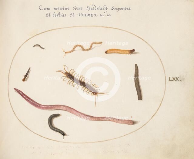 Animalia Qvadrvpedia et Reptilia (Terra): Plate LXX, c. 1575/1580. Creator: Joris Hoefnagel.