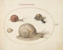 Animalia Qvadrvpedia et Reptilia (Terra): Plate LXI, c. 1575/1580. Creator: Joris Hoefnagel