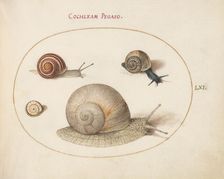 Animalia Qvadrvpedia et Reptilia (Terra): Plate LXI, c. 1575/1580. Creator: Joris Hoefnagel