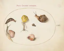 Animalia Qvadrvpedia et Reptilia (Terra): Plate LXII, c. 1575/1580. Creator: Joris Hoefnagel