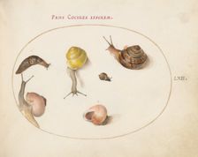 Animalia Qvadrvpedia et Reptilia (Terra): Plate LXII, c. 1575/1580. Creator: Joris Hoefnagel