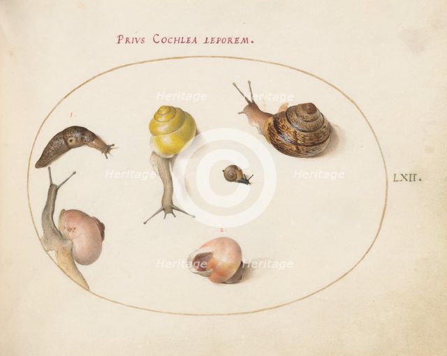 Animalia Qvadrvpedia et Reptilia (Terra): Plate LXII, c. 1575/1580. Creator: Joris Hoefnagel.