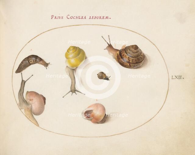 Animalia Qvadrvpedia et Reptilia (Terra): Plate LXII, c. 1575/1580. Creator: Joris Hoefnagel.