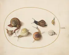 Animalia Qvadrvpedia et Reptilia (Terra): Plate LXIV, c. 1575/1580. Creator: Joris Hoefnagel