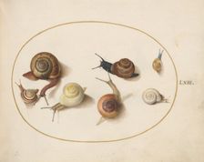 Animalia Qvadrvpedia et Reptilia (Terra): Plate LXIV, c. 1575/1580. Creator: Joris Hoefnagel