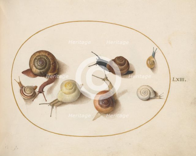 Animalia Qvadrvpedia et Reptilia (Terra): Plate LXIV, c. 1575/1580. Creator: Joris Hoefnagel.