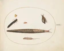 Animalia Qvadrvpedia et Reptilia (Terra): Plate LXIV, c. 1575/1580. Creator: Joris Hoefnagel