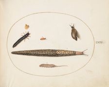 Animalia Qvadrvpedia et Reptilia (Terra): Plate LXIV, c. 1575/1580. Creator: Joris Hoefnagel