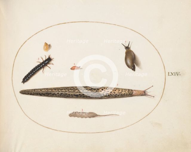 Animalia Qvadrvpedia et Reptilia (Terra): Plate LXIV, c. 1575/1580. Creator: Joris Hoefnagel.