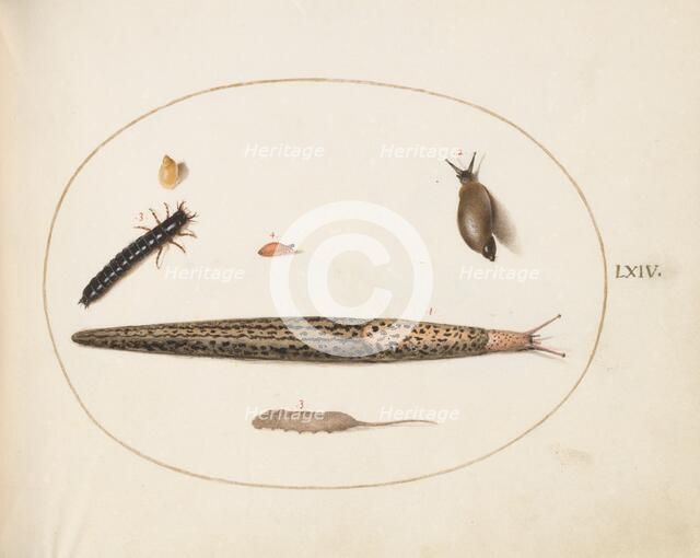 Animalia Qvadrvpedia et Reptilia (Terra): Plate LXIV, c. 1575/1580. Creator: Joris Hoefnagel.