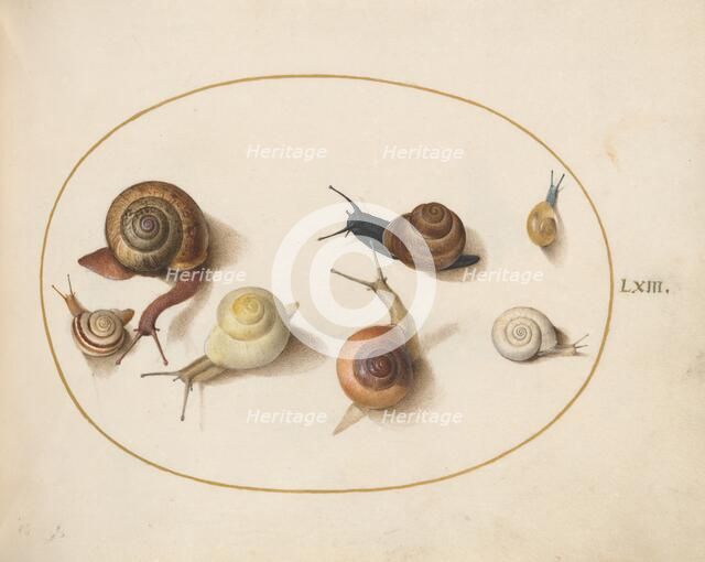 Animalia Qvadrvpedia et Reptilia (Terra): Plate LXIV, c. 1575/1580. Creator: Joris Hoefnagel.