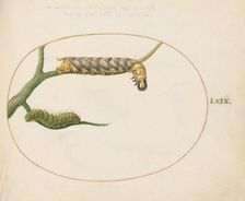 Animalia Qvadrvpedia et Reptilia (Terra): Plate LXIX, c. 1575/1580. Creator: Joris Hoefnagel