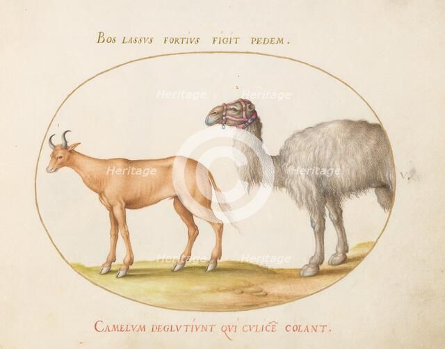 Animalia Qvadrvpedia et Reptilia (Terra): Plate V, c. 1575/1580. Creator: Joris Hoefnagel.