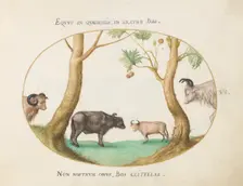 Animalia Qvadrvpedia et Reptilia (Terra): Plate VI, c. 1575/1580. Creator: Joris Hoefnagel