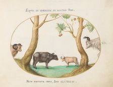 Animalia Qvadrvpedia et Reptilia (Terra): Plate VI, c. 1575/1580. Creator: Joris Hoefnagel