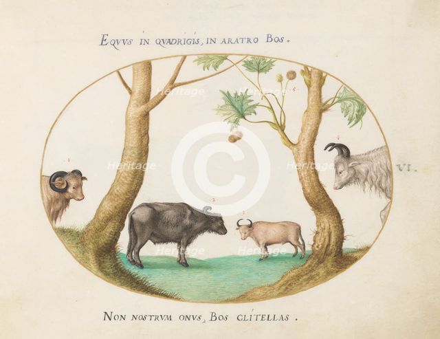 Animalia Qvadrvpedia et Reptilia (Terra): Plate VI, c. 1575/1580. Creator: Joris Hoefnagel.