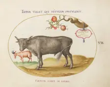 Animalia Qvadrvpedia et Reptilia (Terra): Plate VII, c. 1575/1580. Creator: Joris Hoefnagel
