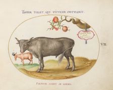Animalia Qvadrvpedia et Reptilia (Terra): Plate VII, c. 1575/1580. Creator: Joris Hoefnagel