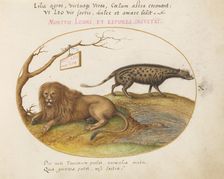 Animalia Qvadrvpedia et Reptilia (Terra): Plate X, c. 1575/1580. Creator: Joris Hoefnagel