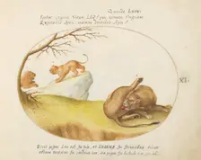Animalia Qvadrvpedia et Reptilia (Terra): Plate XI, c. 1575/1580. Creator: Joris Hoefnagel
