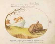 Animalia Qvadrvpedia et Reptilia (Terra): Plate XI, c. 1575/1580. Creator: Joris Hoefnagel
