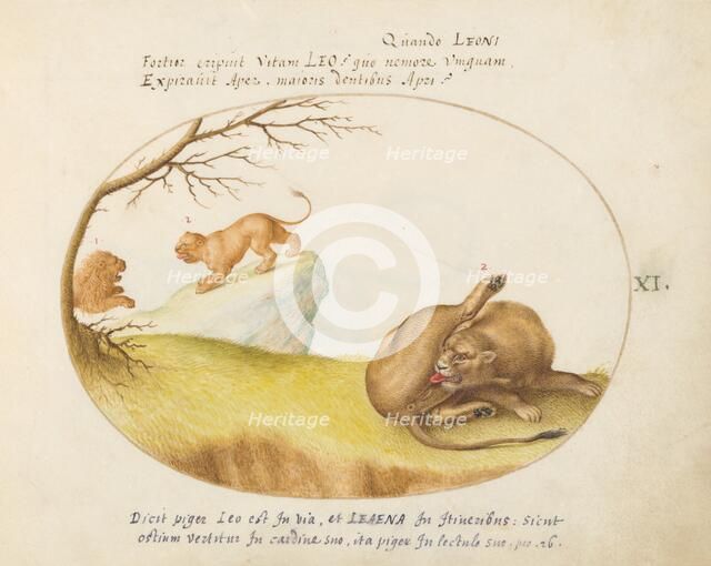 Animalia Qvadrvpedia et Reptilia (Terra): Plate XI, c. 1575/1580. Creator: Joris Hoefnagel.