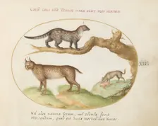 Animalia Qvadrvpedia et Reptilia (Terra): Plate XIV, c. 1575/1580. Creator: Joris Hoefnagel